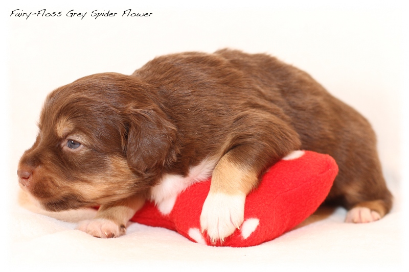 Mini Aussie Welpen - Mini Aussie Züchter - Gesunde Mini Aussies