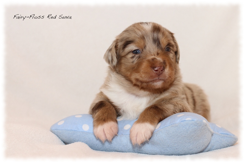 Mini Aussie Welpen - Mini Aussie Züchter - Gesunde Mini Aussies