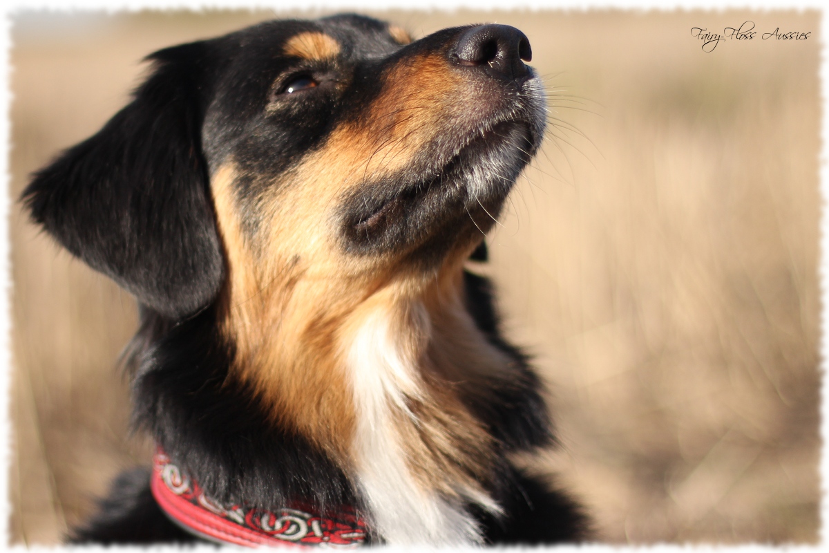 Mini Aussie Welpen - Mini Aussie Züchter - Gesunde Mini Aussies