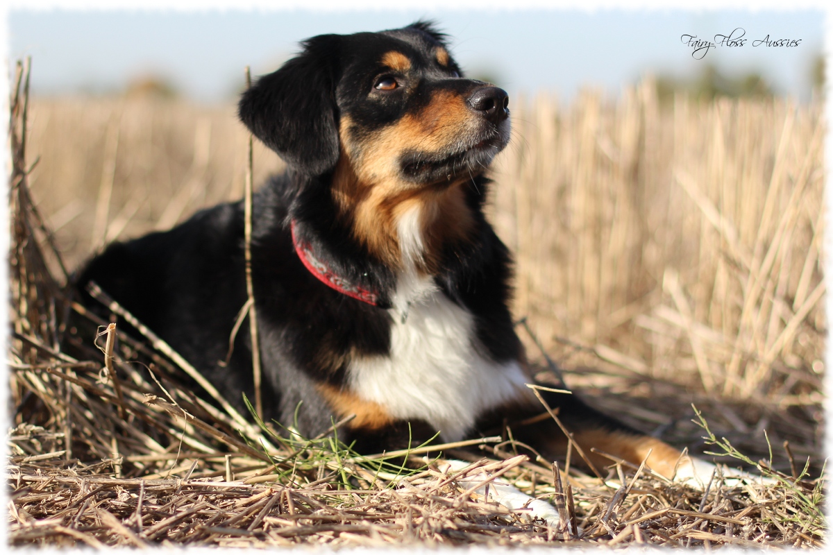 Mini Aussie Welpen - Mini Aussie Züchter - Gesunde Mini Aussies