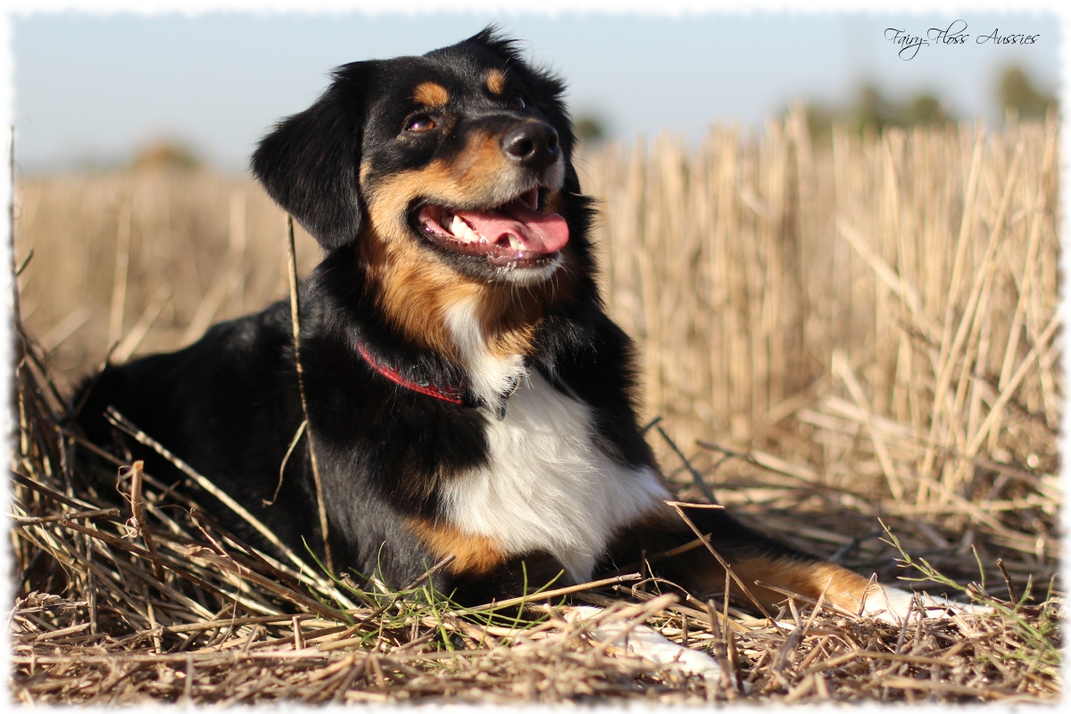 Mini Aussie Welpen - Mini Aussie Züchter - Gesunde Mini Aussies