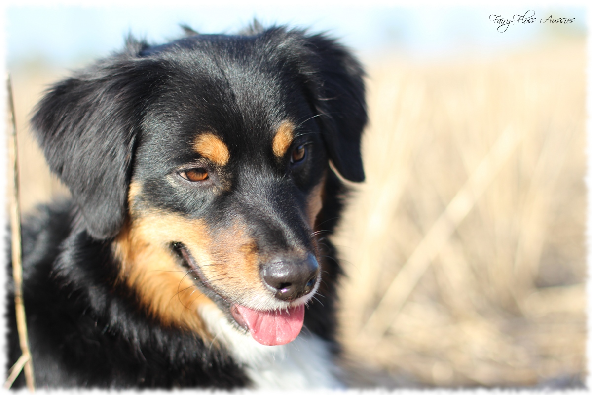 Mini Aussie Welpen - Mini Aussie Züchter - Gesunde Mini Aussies