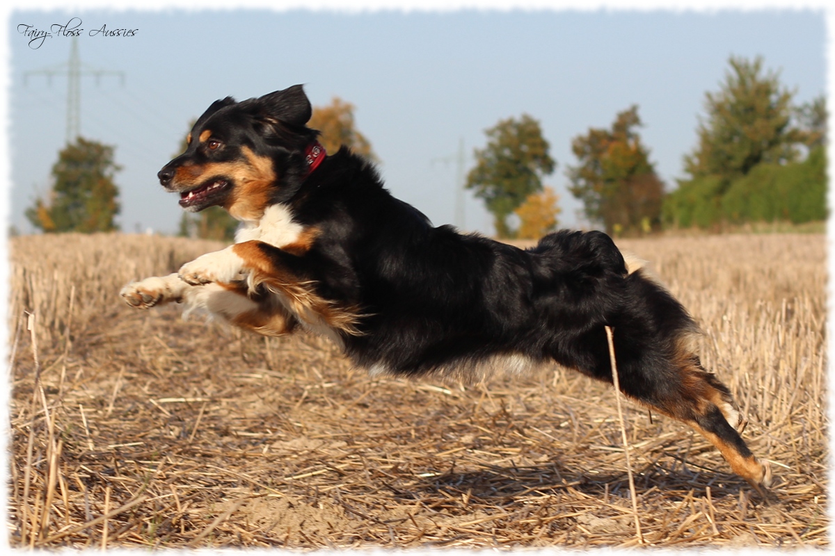 Mini Aussie Welpen - Mini Aussie Züchter - Gesunde Mini Aussies