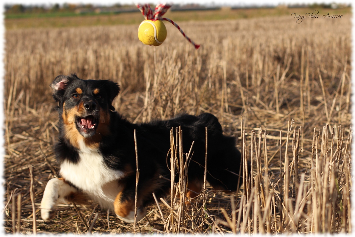 Mini Aussie Welpen - Mini Aussie Züchter - Gesunde Mini Aussies