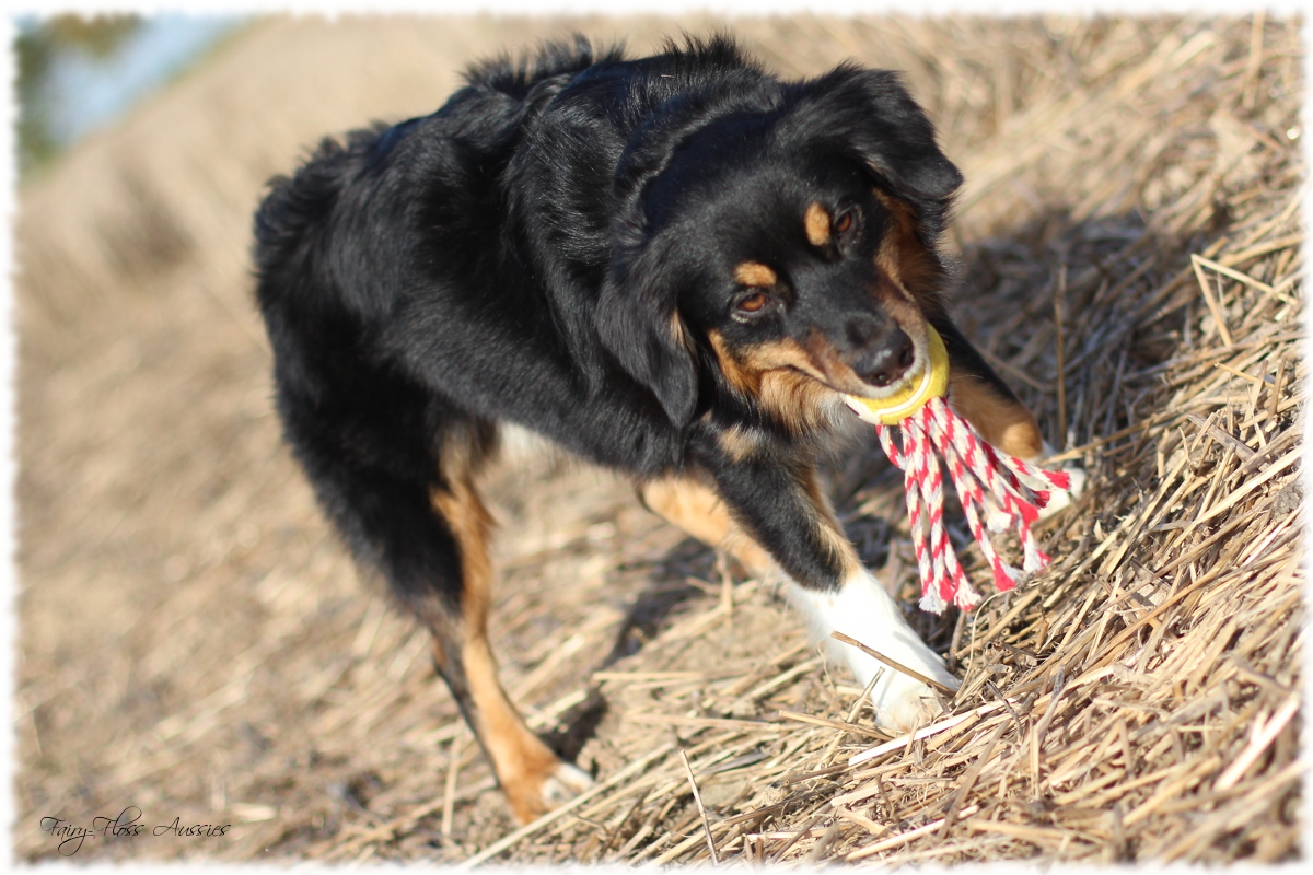 Mini Aussie Welpen - Mini Aussie Züchter - Gesunde Mini Aussies