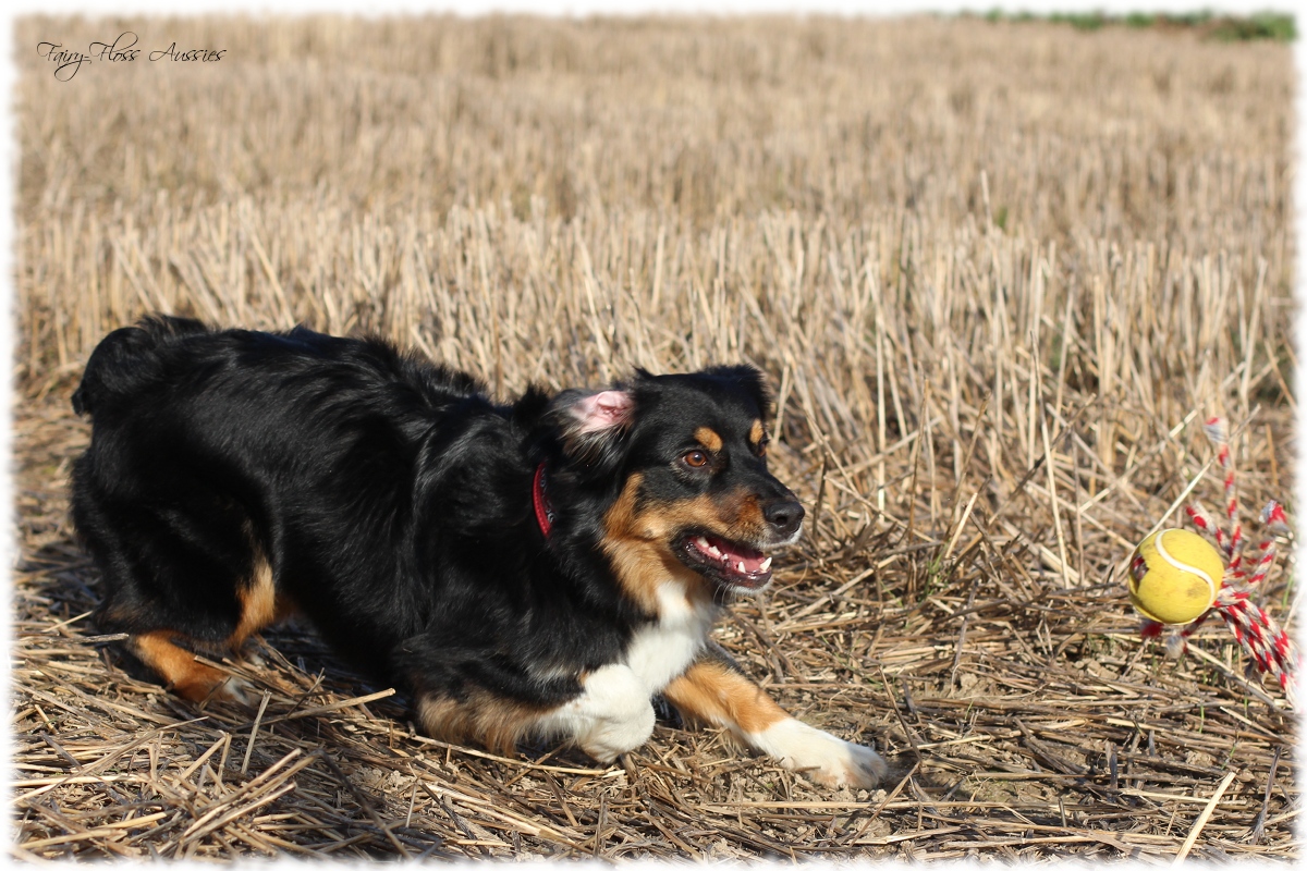 Mini Aussie Welpen - Mini Aussie Züchter - Gesunde Mini Aussies