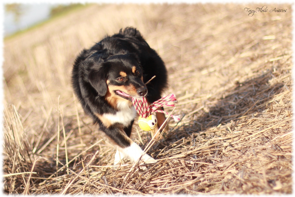 Mini Aussie Welpen - Mini Aussie Züchter - Gesunde Mini Aussies