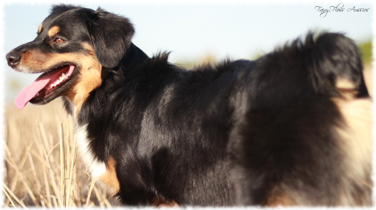 Mini Aussie Welpen - Mini Aussie Züchter - Gesunde Mini Aussies