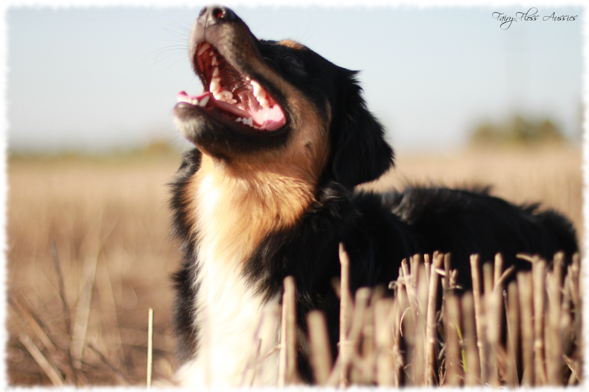 Mini Aussie Welpen - Mini Aussie Züchter - Gesunde Mini Aussies