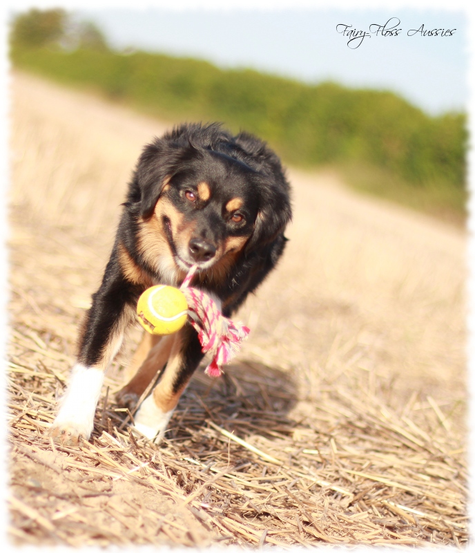 Mini Aussie Welpen - Mini Aussie Züchter - Gesunde Mini Aussies