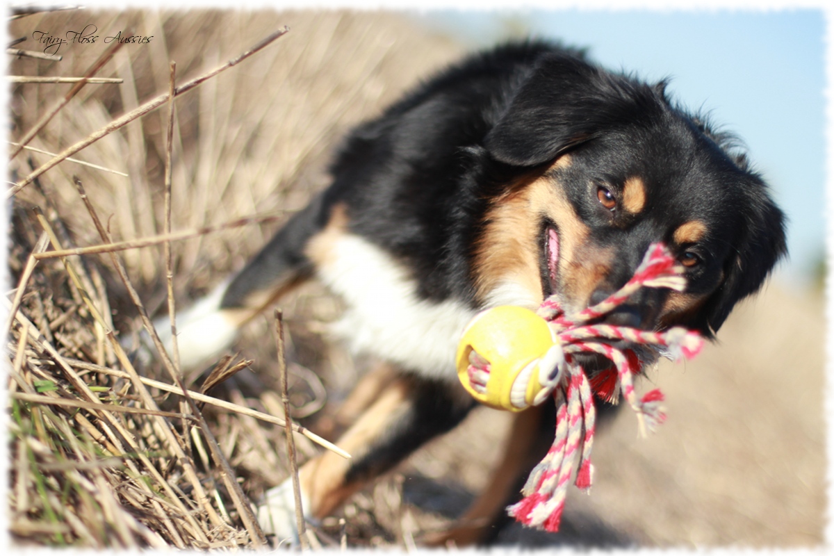 Mini Aussie Welpen - Mini Aussie Züchter - Gesunde Mini Aussies