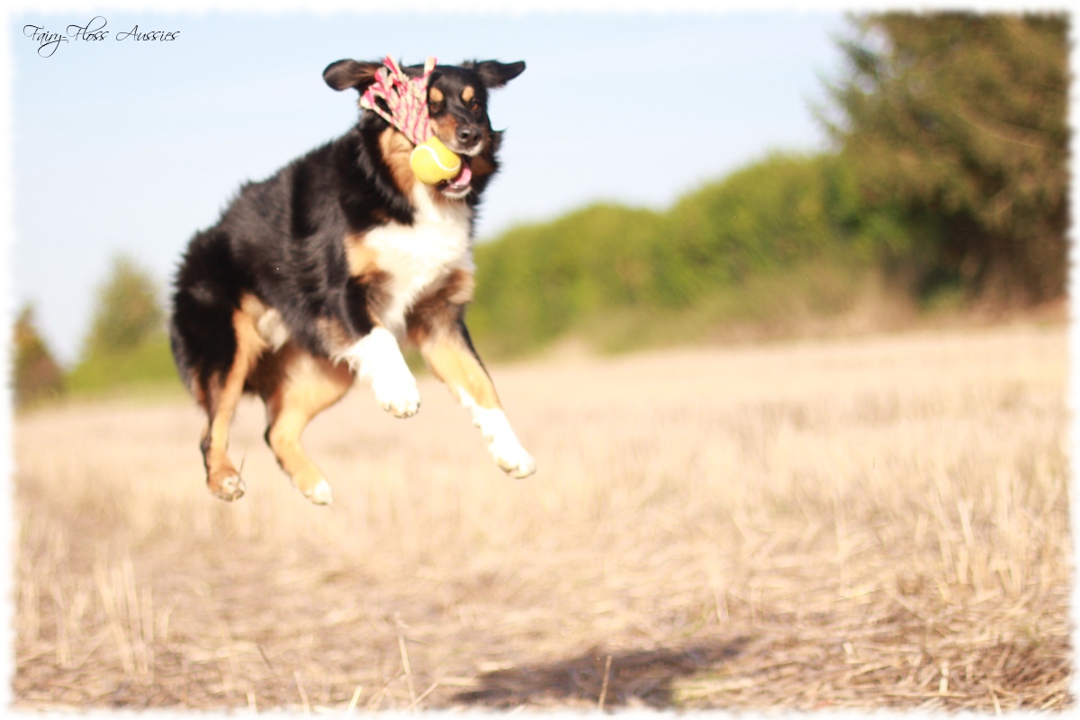 Mini Aussie Welpen - Mini Aussie Züchter - Gesunde Mini Aussies