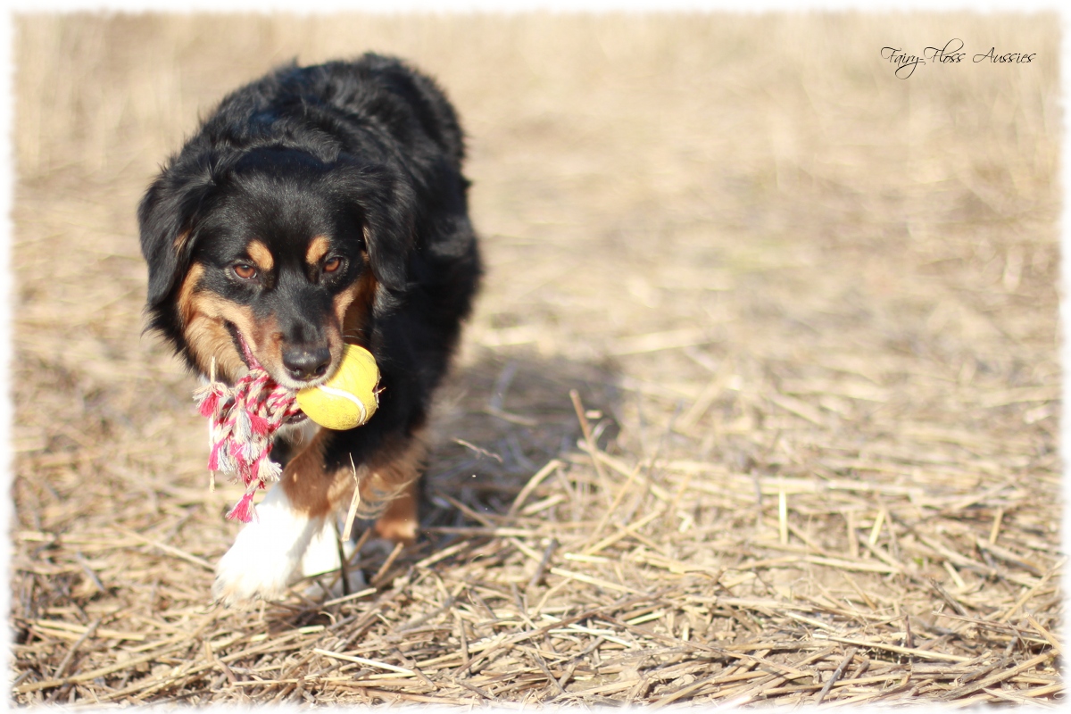 Mini Aussie Welpen - Mini Aussie Züchter - Gesunde Mini Aussies