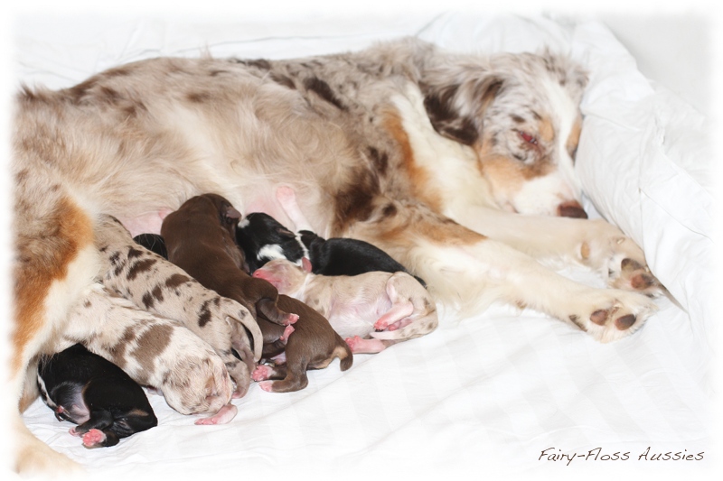 Mini Aussie Welpen - Mini Aussie Züchter - Gesunde Mini Aussies