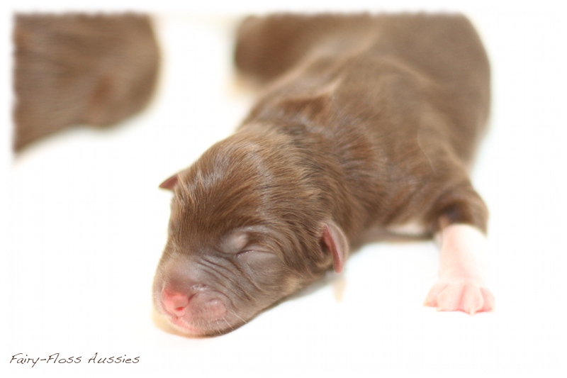 Mini Aussie Welpen - Mini Aussie Züchter - Gesunde Mini Aussies