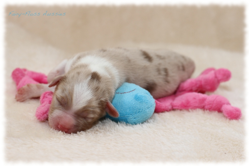 Mini Aussie Welpen - Mini Aussie Züchter - Gesunde Mini Aussies