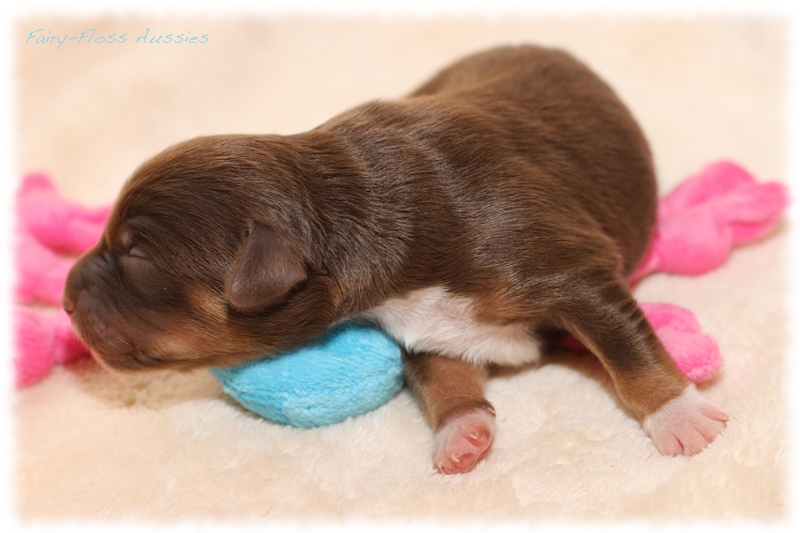 Mini Aussie Welpen - Mini Aussie Züchter - Gesunde Mini Aussies