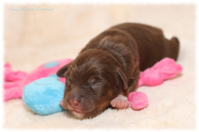 Mini Aussie Welpen - Mini Aussie Züchter - Gesunde Mini Aussies