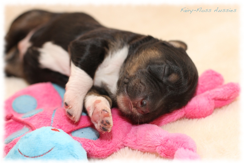 Mini Aussie Welpen - Mini Aussie Züchter - Gesunde Mini Aussies