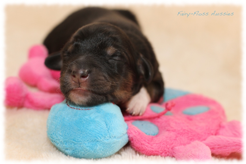 Mini Aussie Welpen - Mini Aussie Züchter - Gesunde Mini Aussies