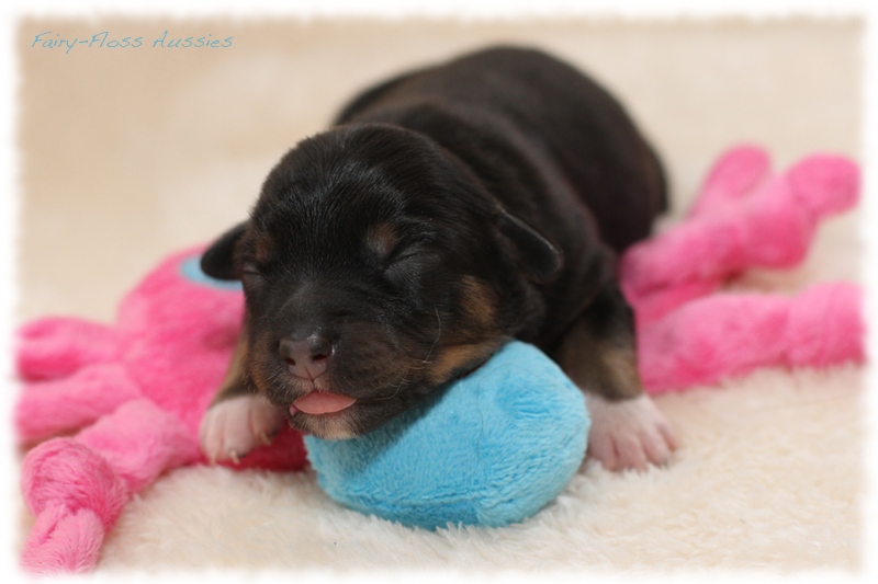 Mini Aussie Welpen - Mini Aussie Züchter - Gesunde Mini Aussies