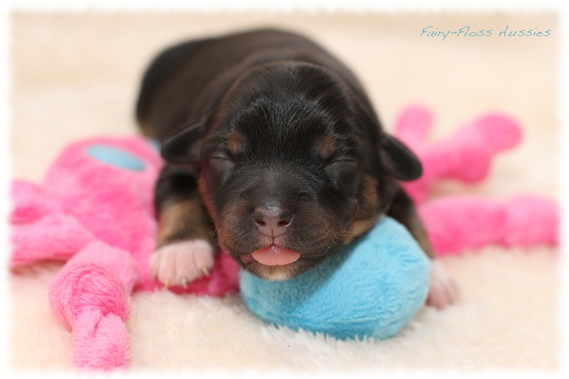 Mini Aussie Welpen - Mini Aussie Züchter - Gesunde Mini Aussies