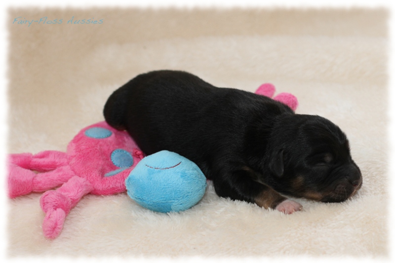 Mini Aussie Welpen - Mini Aussie Züchter - Gesunde Mini Aussies