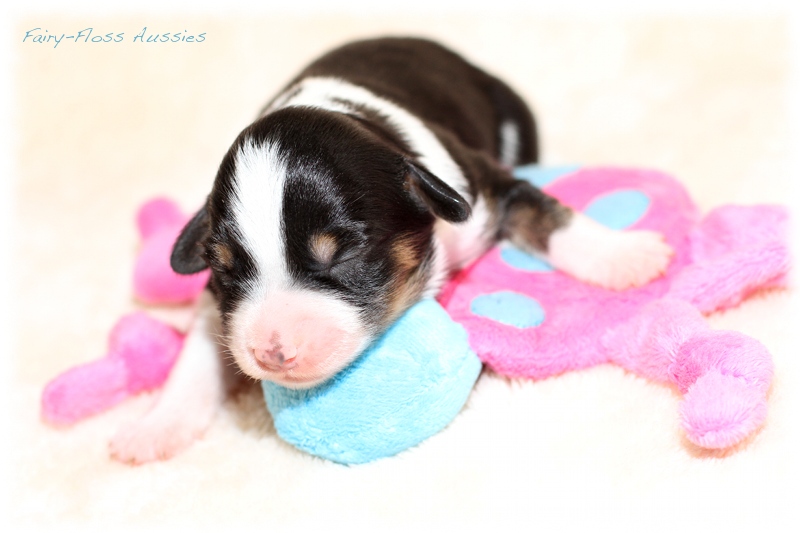 Mini Aussie Welpen - Mini Aussie Züchter - Gesunde Mini Aussies