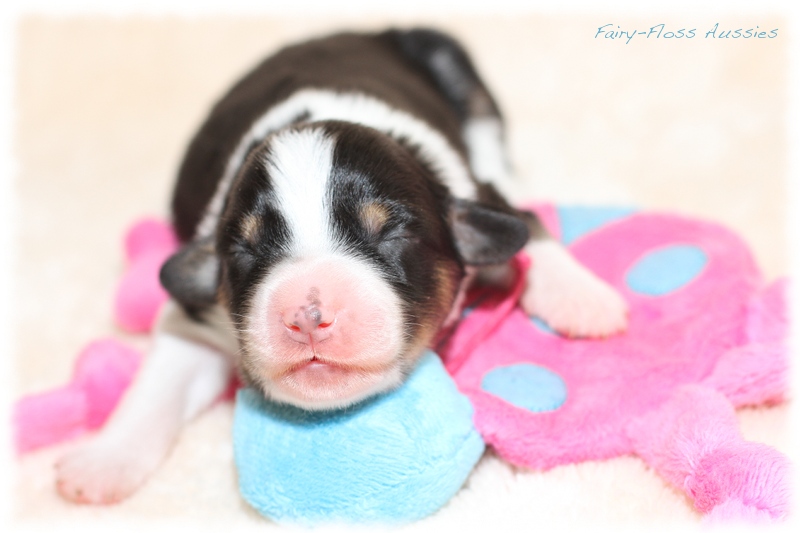 Mini Aussie Welpen - Mini Aussie Züchter - Gesunde Mini Aussies