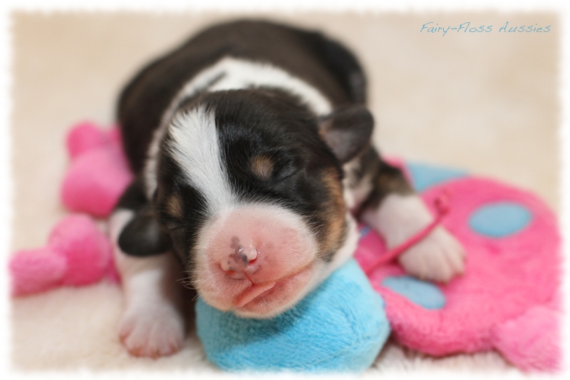 Mini Aussie Welpen - Mini Aussie Züchter - Gesunde Mini Aussies