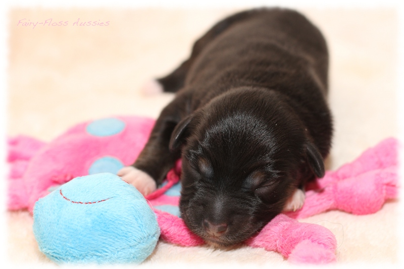 Mini Aussie Welpen - Mini Aussie Züchter - Gesunde Mini Aussies