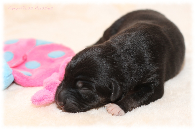 Mini Aussie Welpen - Mini Aussie Züchter - Gesunde Mini Aussies