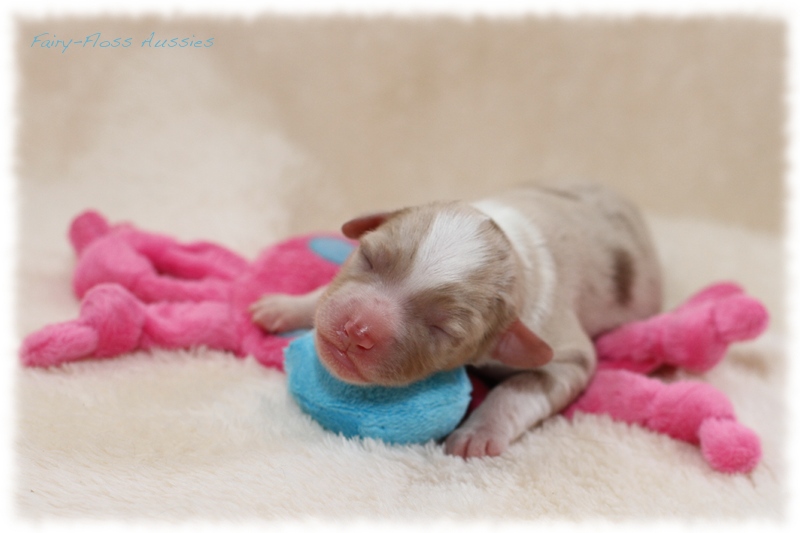 Mini Aussie Welpen - Mini Aussie Züchter - Gesunde Mini Aussies