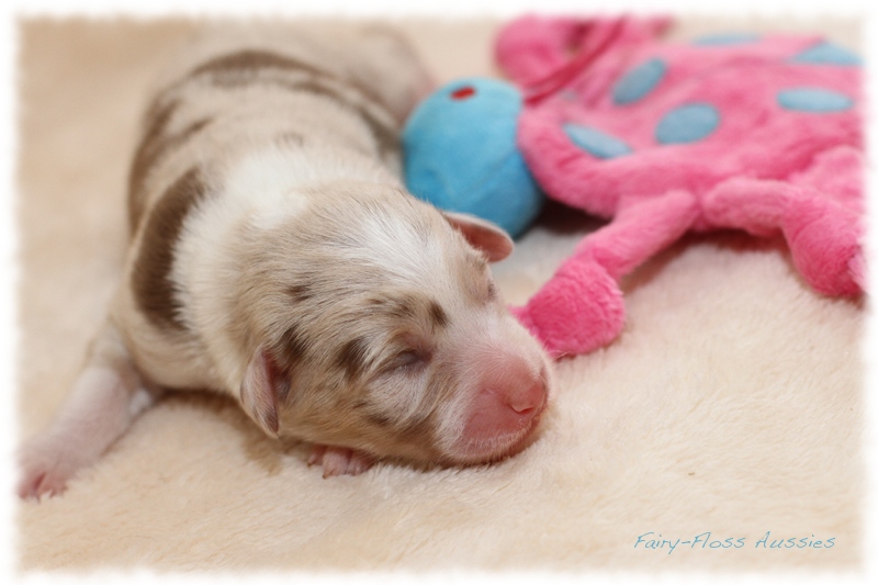 Mini Aussie Welpen - Mini Aussie Züchter - Gesunde Mini Aussies