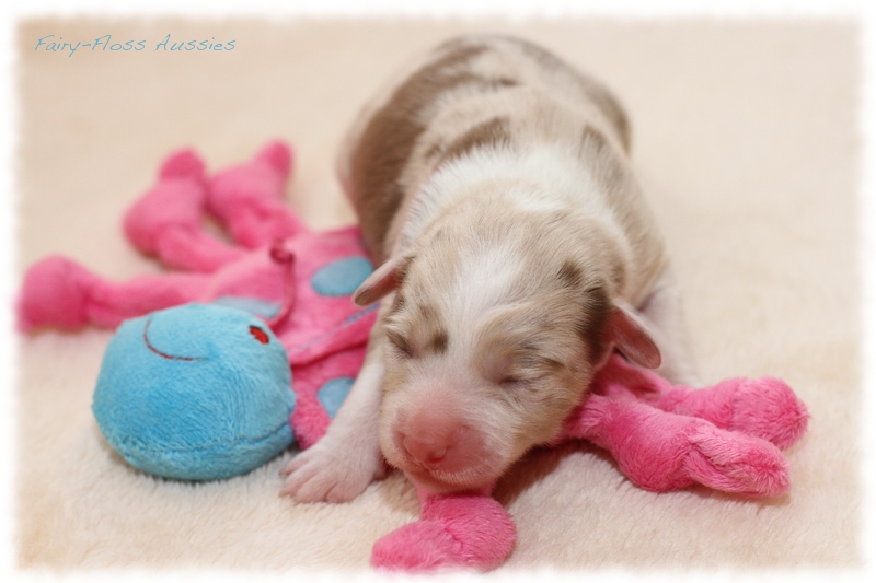 Mini Aussie Welpen - Mini Aussie Züchter - Gesunde Mini Aussies