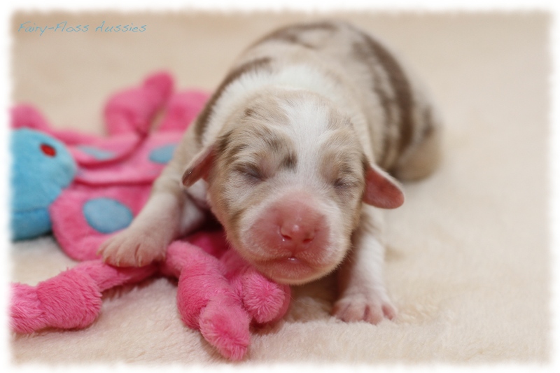 Mini Aussie Welpen - Mini Aussie Züchter - Gesunde Mini Aussies