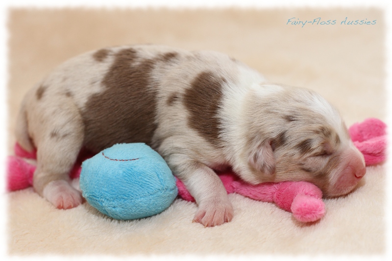 Mini Aussie Welpen - Mini Aussie Züchter - Gesunde Mini Aussies