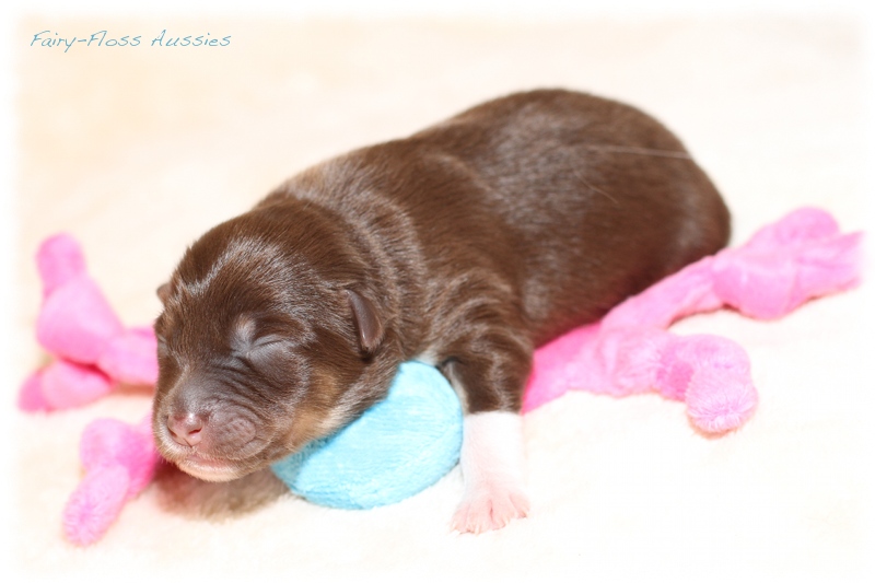 Mini Aussie Welpen - Mini Aussie Züchter - Gesunde Mini Aussies