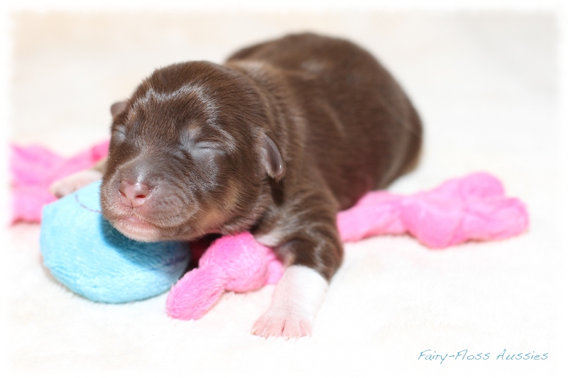 Mini Aussie Welpen - Mini Aussie Züchter - Gesunde Mini Aussies