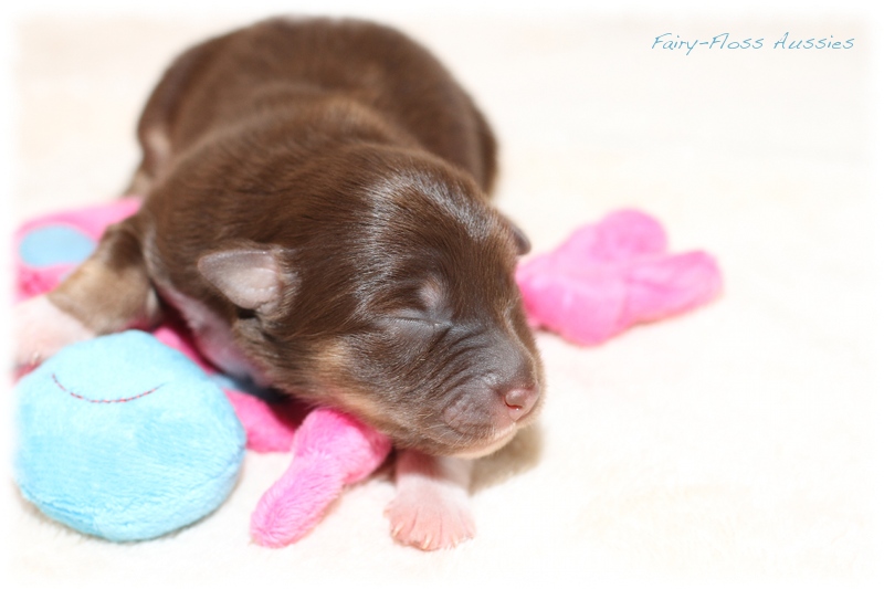 Mini Aussie Welpen - Mini Aussie Züchter - Gesunde Mini Aussies