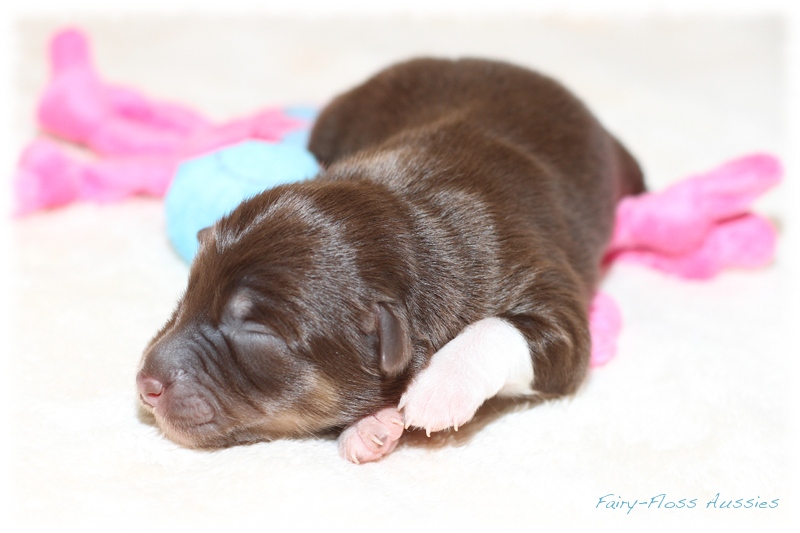 Mini Aussie Welpen - Mini Aussie Züchter - Gesunde Mini Aussies