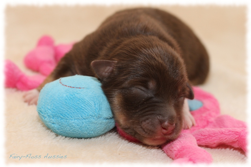 Mini Aussie Welpen - Mini Aussie Züchter - Gesunde Mini Aussies