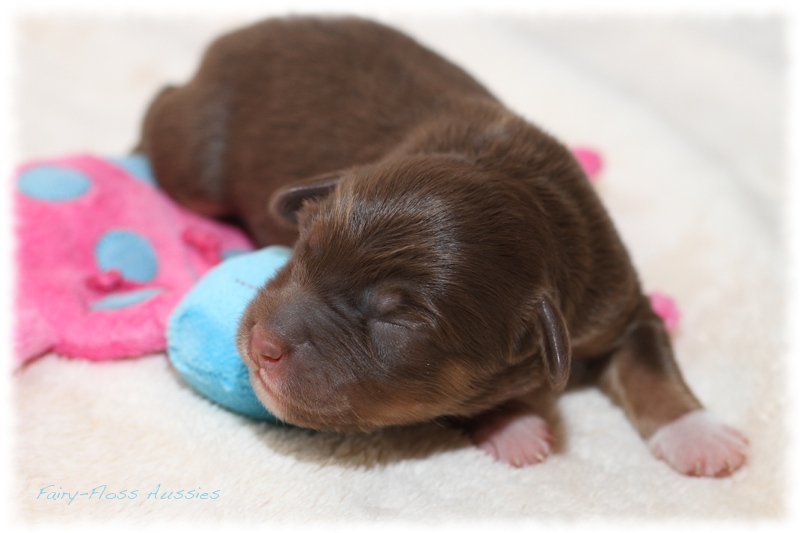 Mini Aussie Welpen - Mini Aussie Züchter - Gesunde Mini Aussies