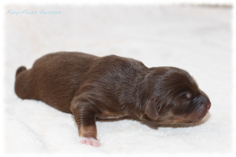 Mini Aussie Welpen - Mini Aussie Züchter - Gesunde Mini Aussies