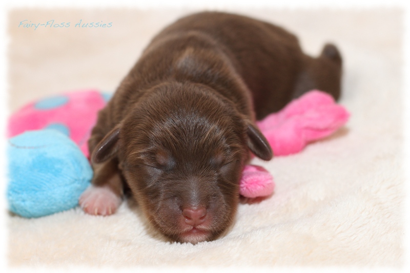 Mini Aussie Welpen - Mini Aussie Züchter - Gesunde Mini Aussies