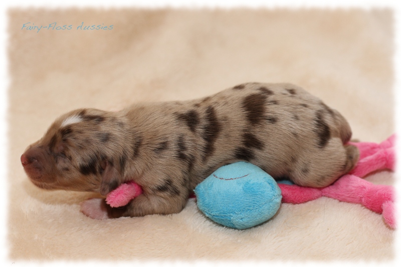 Mini Aussie Welpen - Mini Aussie Züchter - Gesunde Mini Aussies