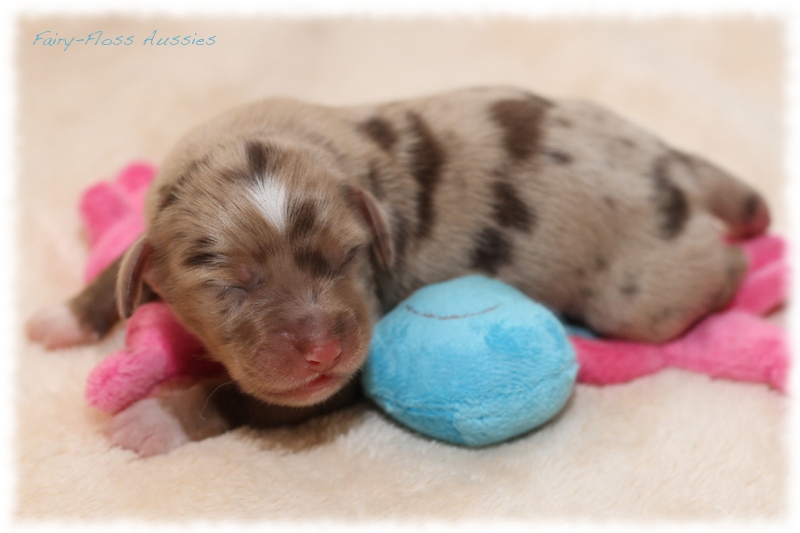 Mini Aussie Welpen - Mini Aussie Züchter - Gesunde Mini Aussies