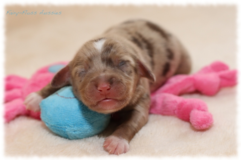 Mini Aussie Welpen - Mini Aussie Züchter - Gesunde Mini Aussies