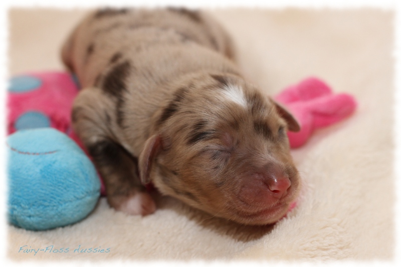 Mini Aussie Welpen - Mini Aussie Züchter - Gesunde Mini Aussies