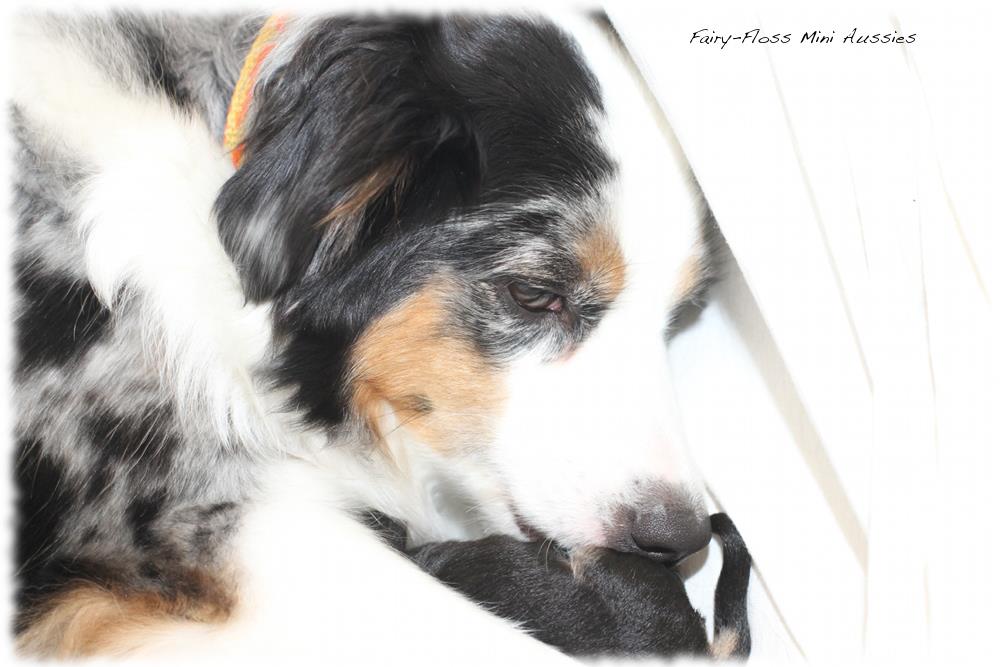 Miniature American Shepherd